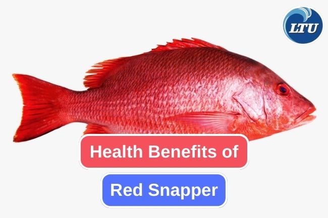 10 Health Benefits You Can Get from Red Snapper 